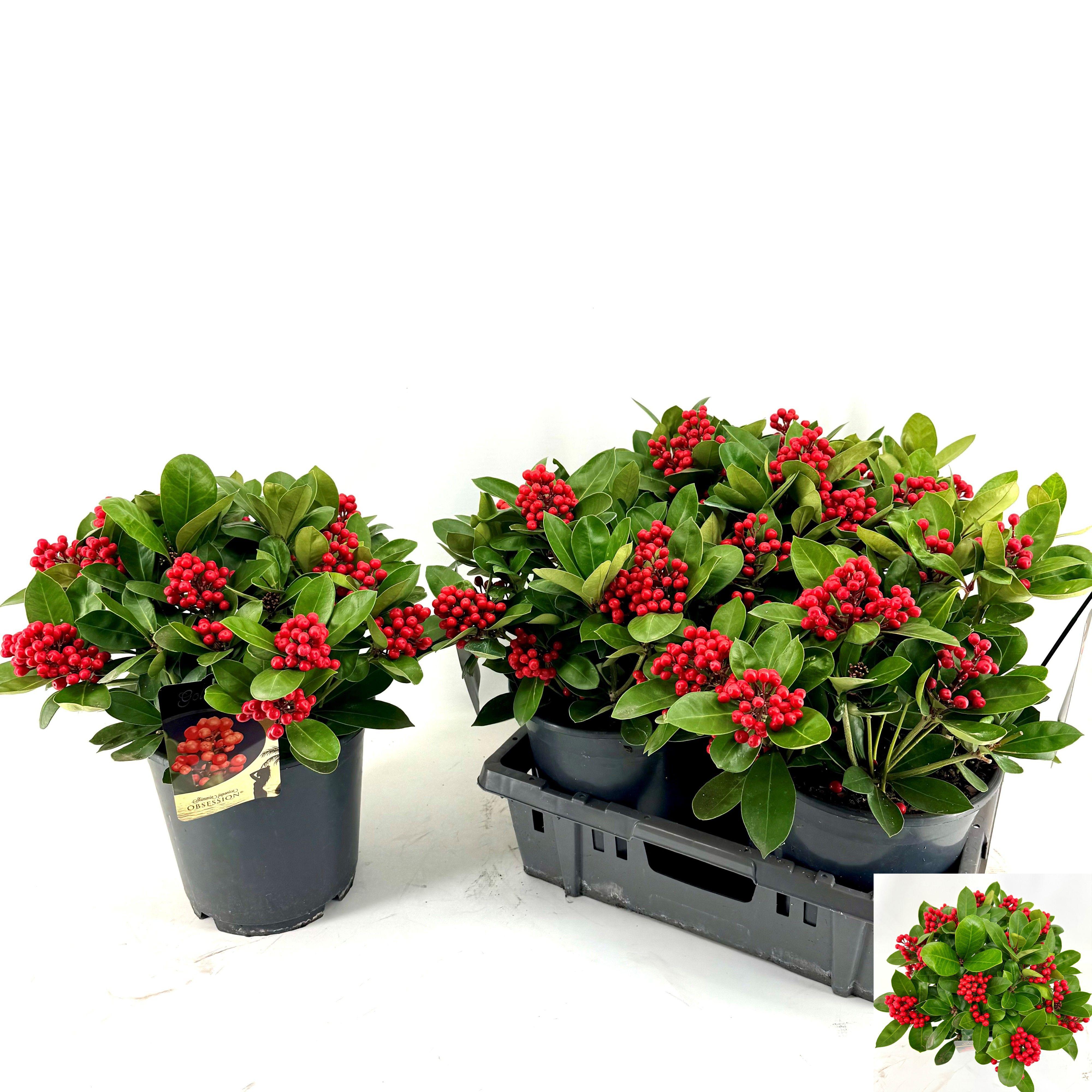 Горшечные цветы и растения оптом Skim J Obsession от 3шт из Голландии с доставкой по России