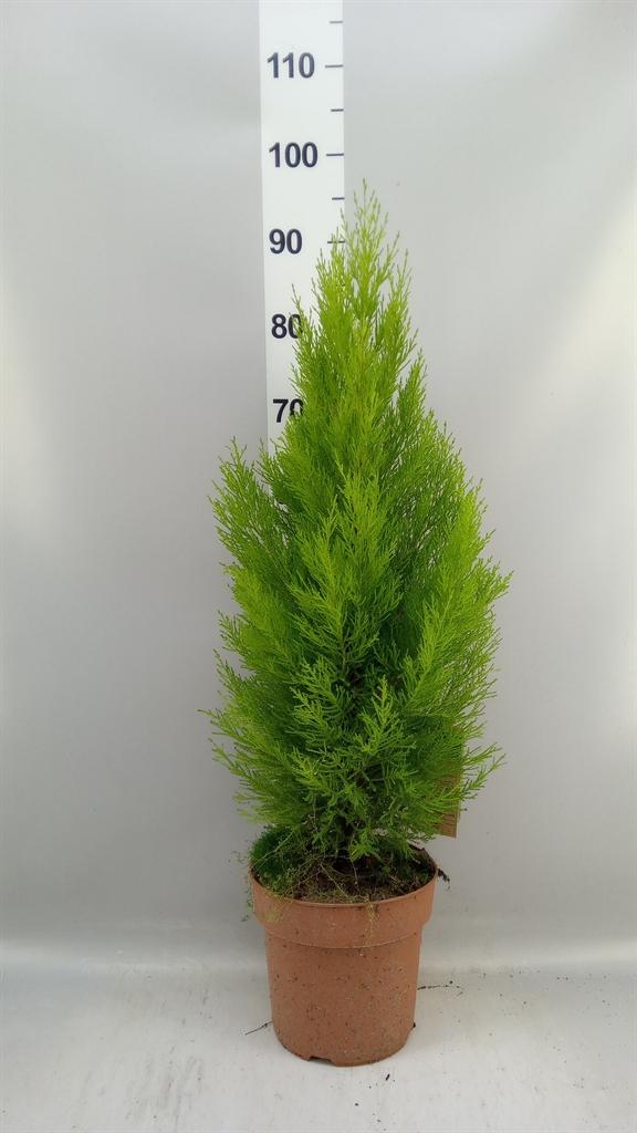 Горшечные цветы и растения оптом Cupressus Goldcrest Wilma от 1шт из Голландии с доставкой по России