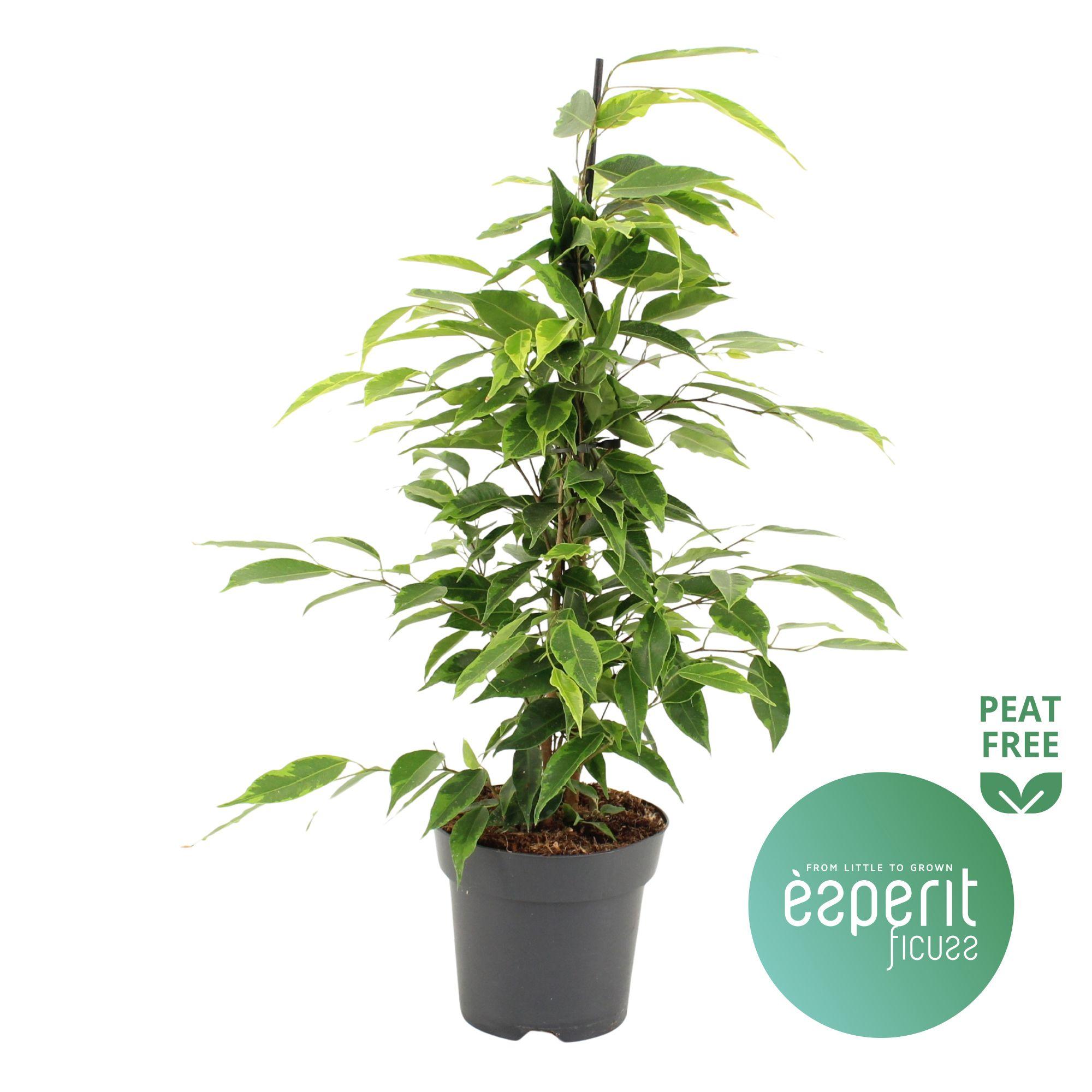 Горшечные цветы и растения оптом Ficus Be Anastasia от 8шт из Голландии с доставкой по России