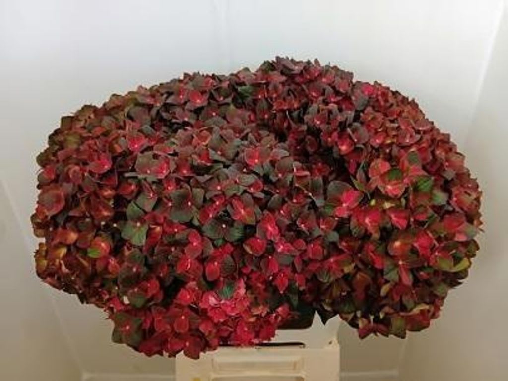 Срезанные цветы оптом Hydrangea mag chocolate от 10шт из Голландии с доставкой по России