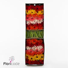 Срезанные цветы оптом Gerbera springs in row mix от 40шт из Голландии с доставкой по России