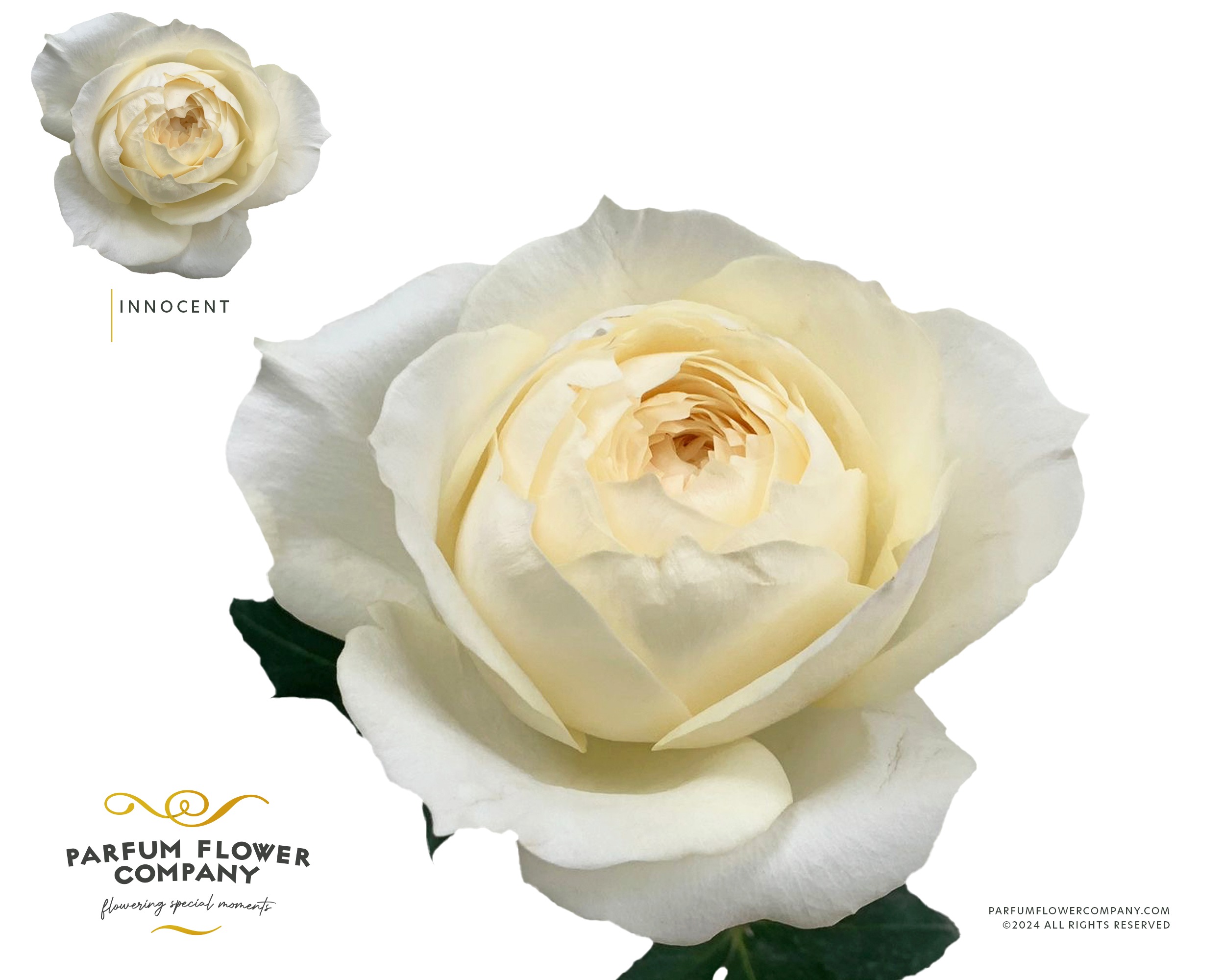 Срезанные цветы оптом Rosa spray garden innocentia pink от 24шт из Голландии с доставкой по России