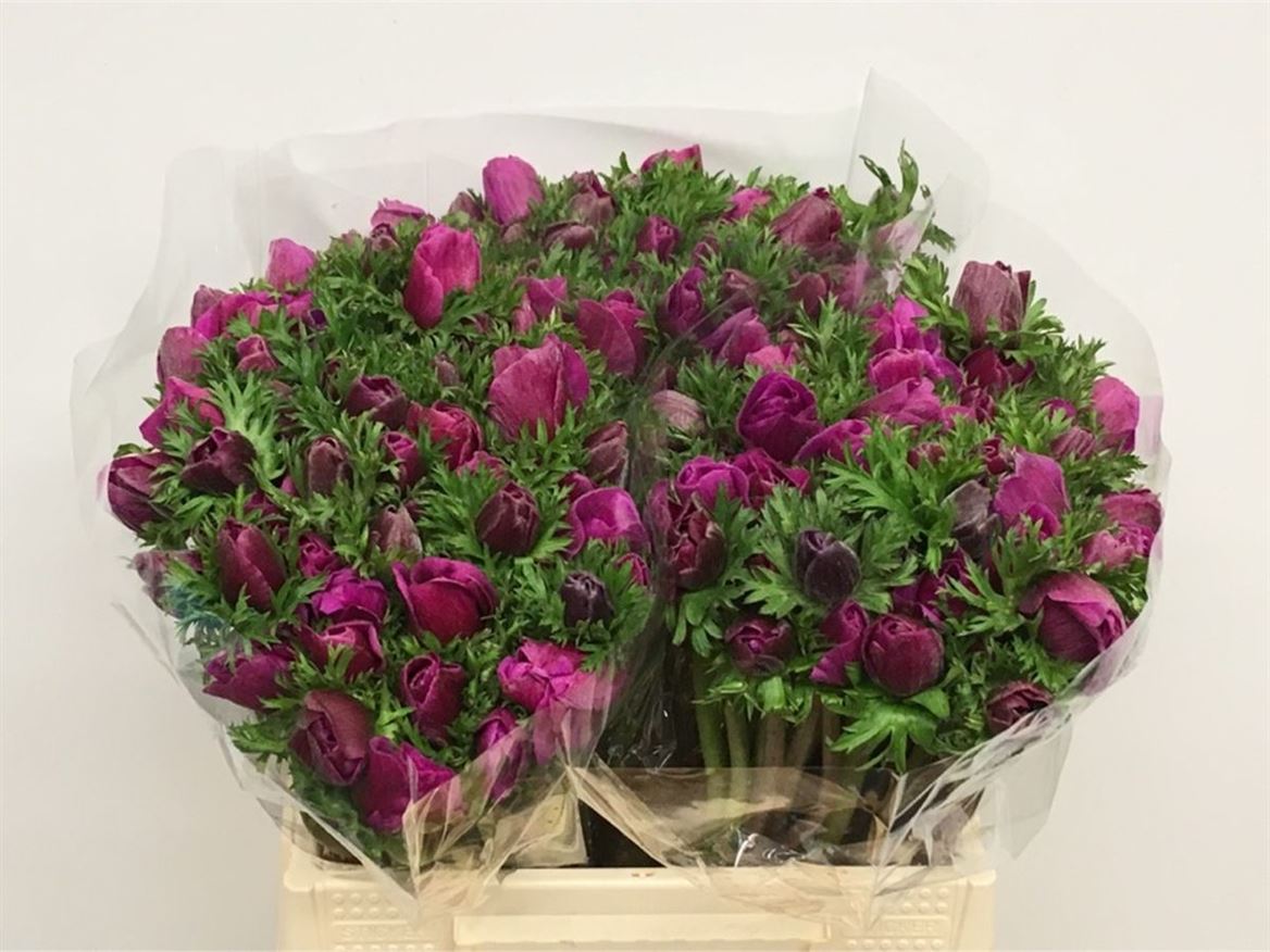 Срезанные цветы оптом Anemone marianne orchid от 100шт из Голландии с доставкой по России