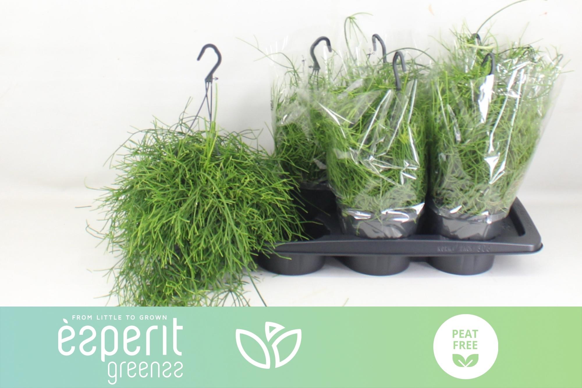 Горшечные цветы и растения оптом Rhipsalis Ba Oasis от 6шт из Голландии с доставкой по России