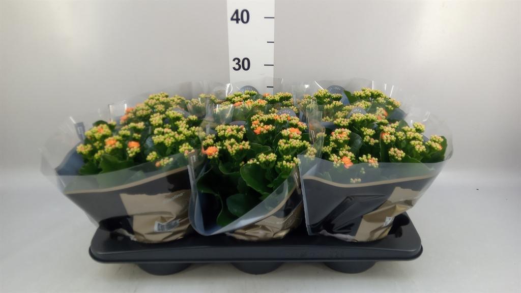 Горшечные цветы и растения оптом Kalanchoe Blos. rosdon Pedro от 6шт из Голландии с доставкой по России