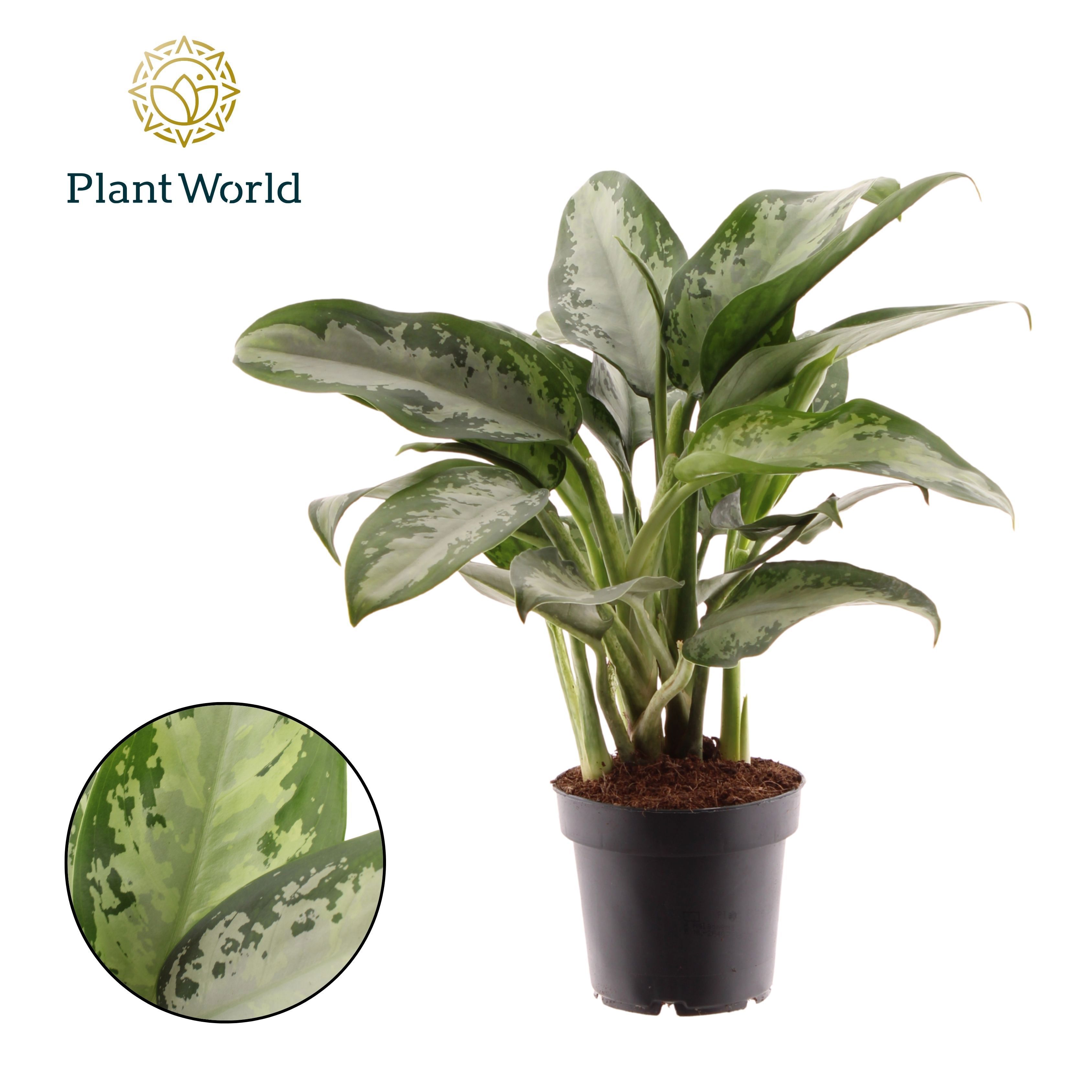 Горшечные цветы и растения оптом Aglaonema Jubilee Petite от 10шт из Голландии с доставкой по России