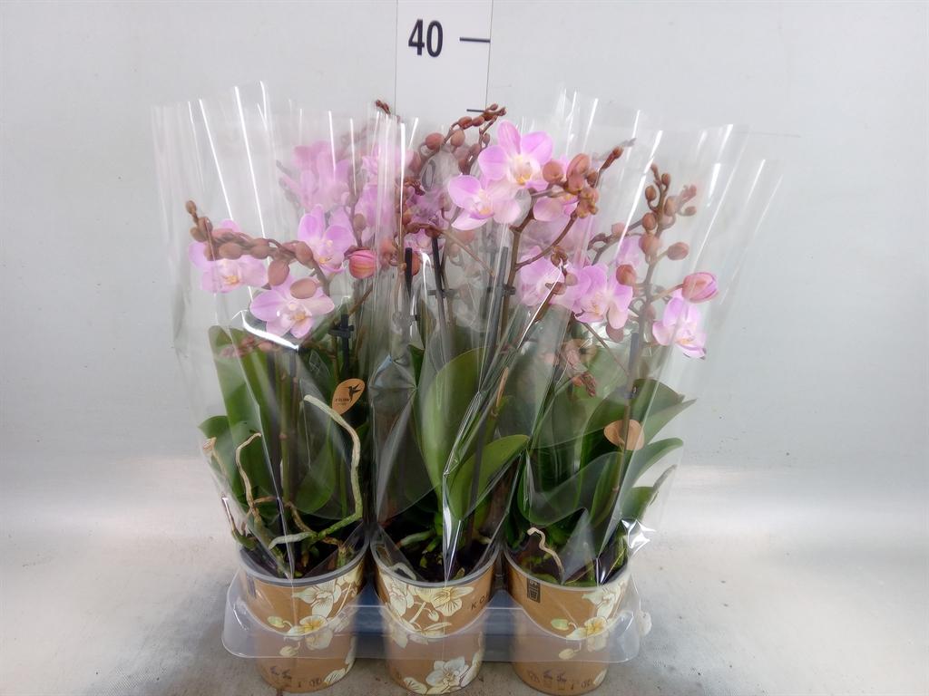 Горшечные цветы и растения оптом Phalaenopsis Multi.   ...rose от 6шт (для телеги) из Голландии с доставкой по России