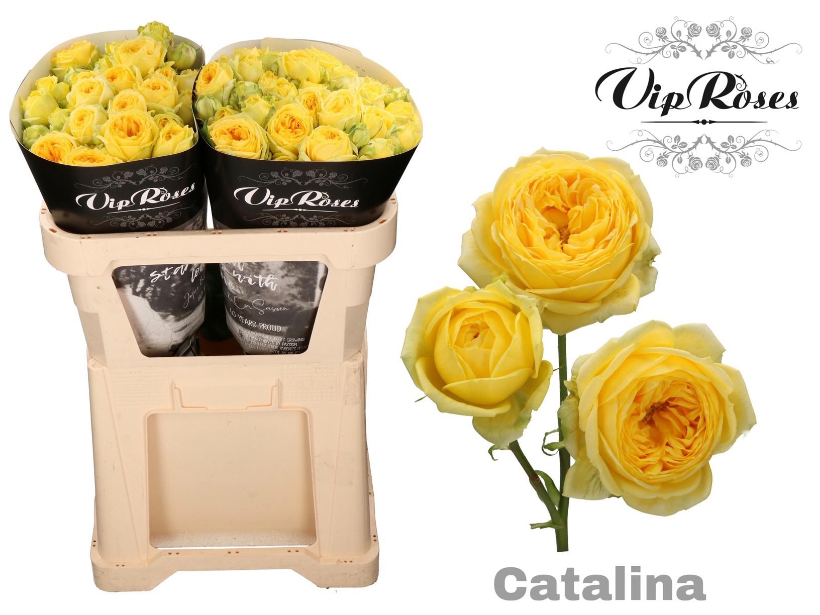Срезанные цветы оптом Rosa spray catalina от 20шт из Голландии с доставкой по России