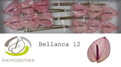 Срезанные цветы оптом Anthurium bellanca от 12шт из Голландии с доставкой по России