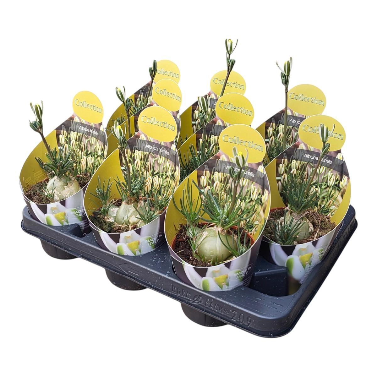 Горшечные цветы и растения оптом Albuca Humilis Potcover от 9шт из Голландии с доставкой по России