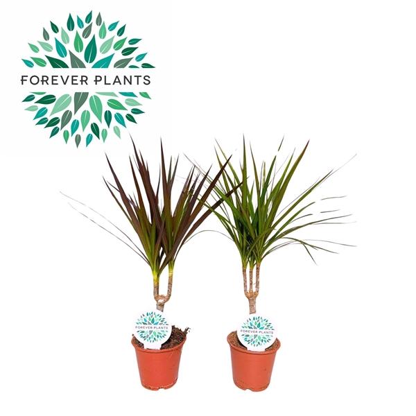 Горшечные цветы и растения оптом Drac Marginata Mix 15cm Stem от 10шт из Голландии с доставкой по России