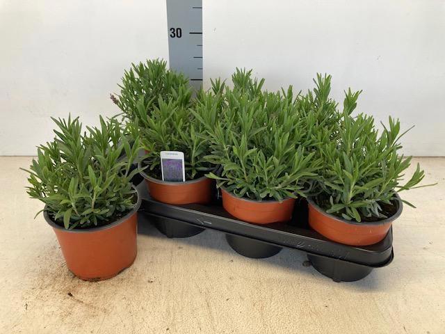 Горшечные цветы и растения оптом Lavan An Hidcote от 7шт из Голландии с доставкой по России