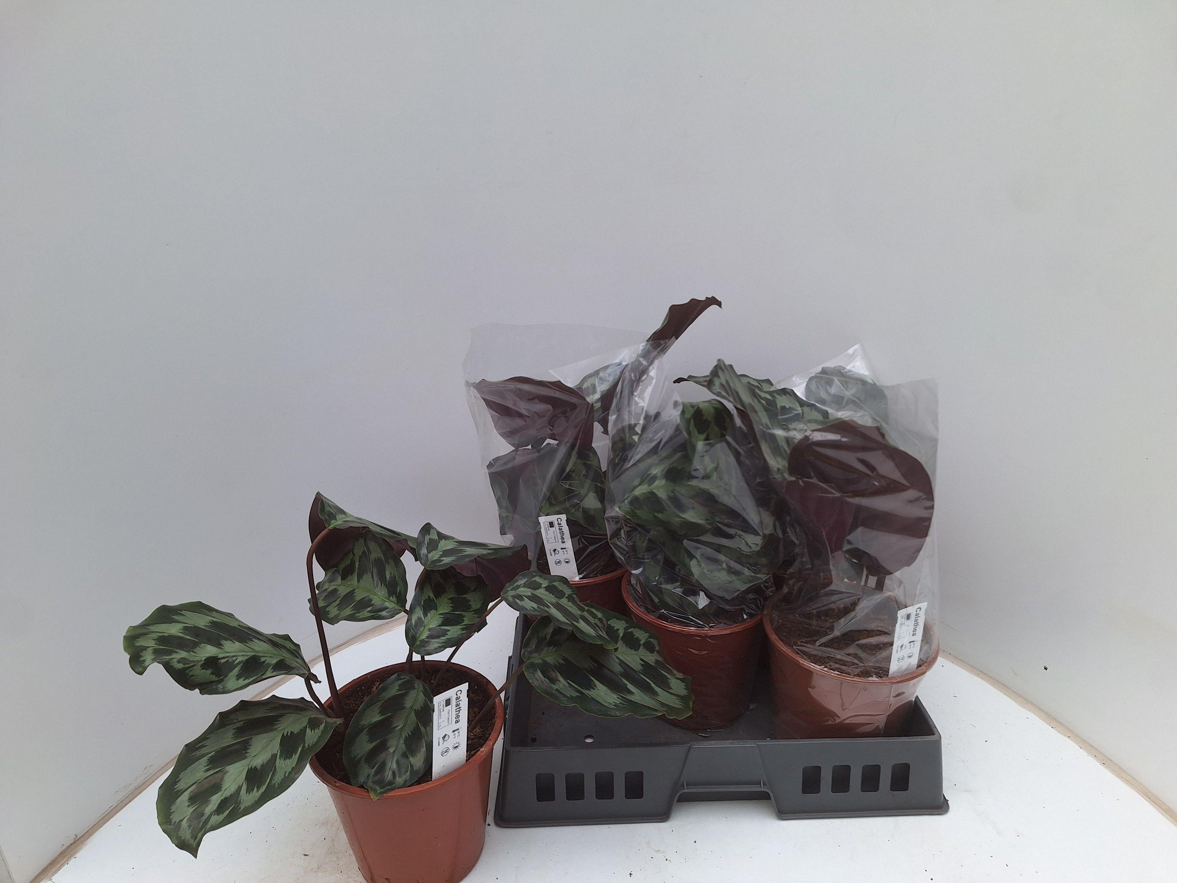 Горшечные цветы и растения оптом Calat Ov от 5шт из Голландии с доставкой по России