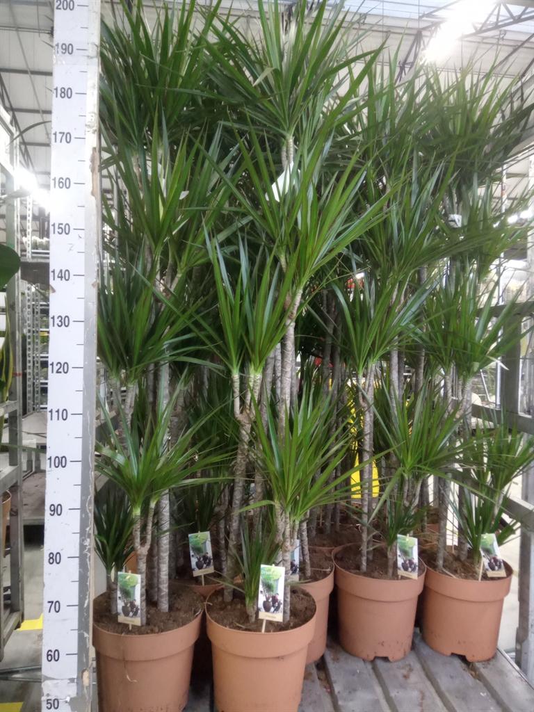 Горшечные цветы и растения оптом Dracaena Marg. от 1шт из Голландии с доставкой по России