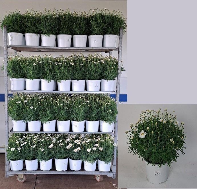 Горшечные цветы и растения оптом Arg Simba White от 1шт из Голландии с доставкой по России