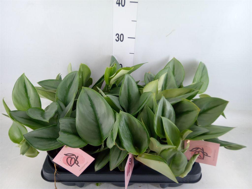 Горшечные цветы и растения оптом Scindapsus   ... от 6шт из Голландии с доставкой по России