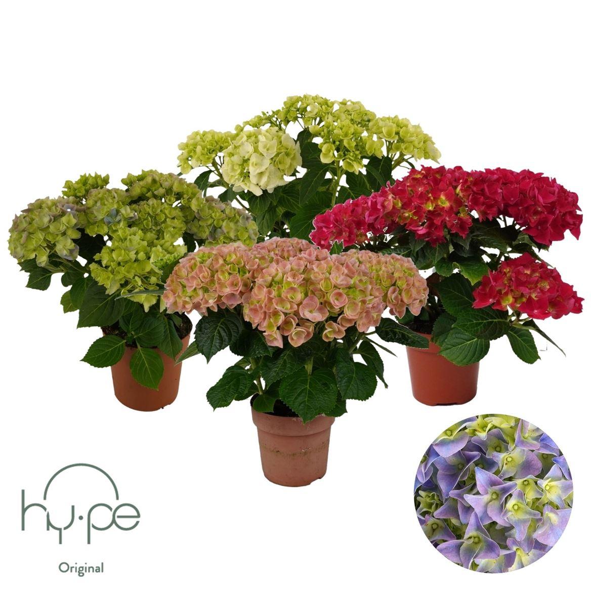 Горшечные цветы и растения оптом Hydrangea Ma Mix 5+ (hy-pe) от 6шт из Голландии с доставкой по России