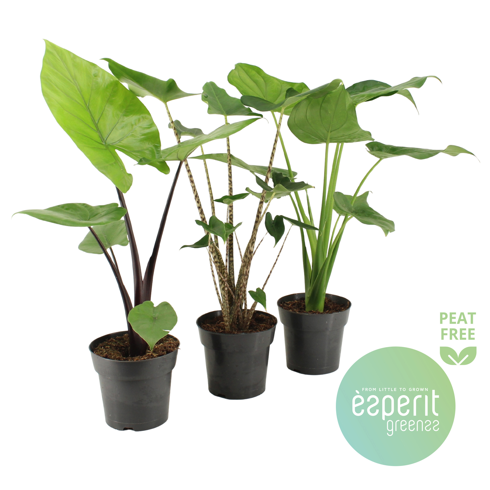 Горшечные цветы и растения оптом Alocasia Mix 2-3 Sorts от 6шт (для телеги) из Голландии с доставкой по России