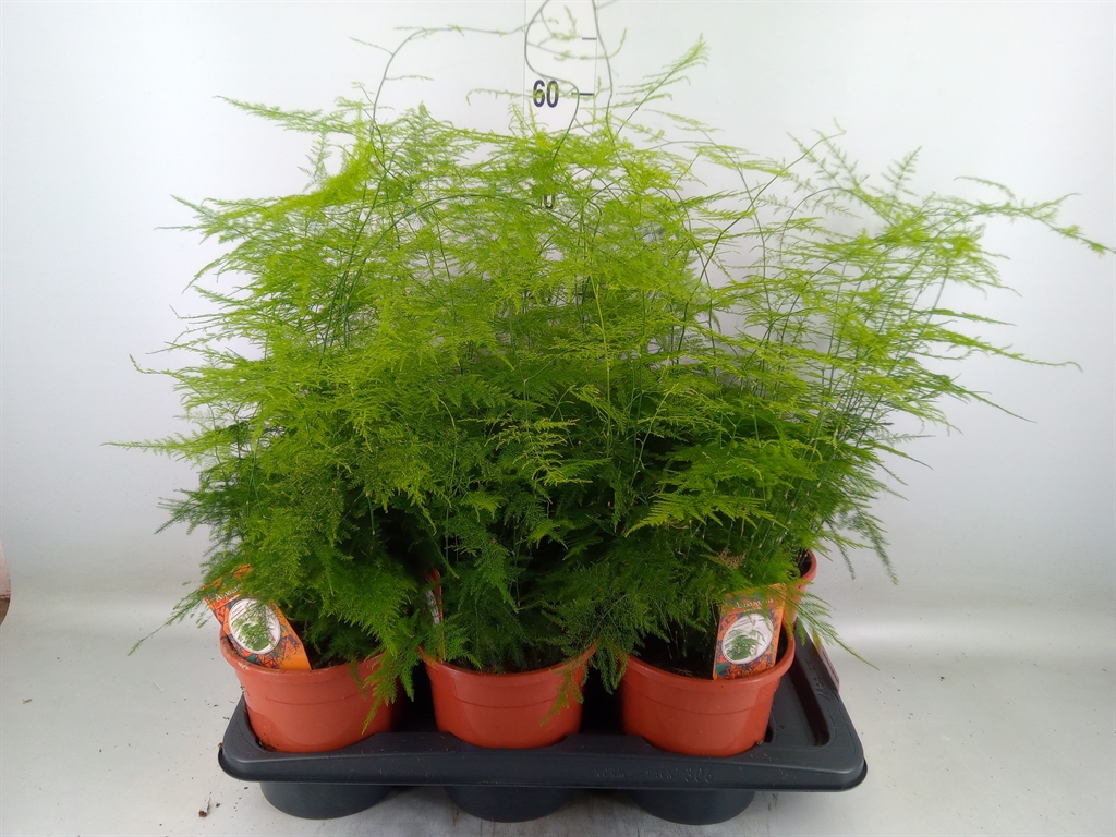 Горшечные цветы и растения оптом Asparagus Setaceus от 6шт из Голландии с доставкой по России