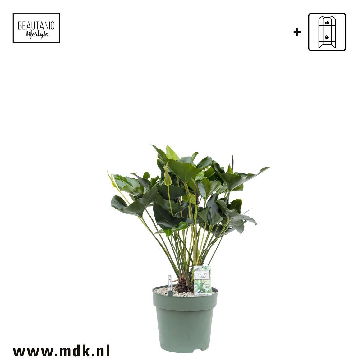 Горшечные цветы и растения оптом Anthurium Arrow  + Watermeter от 1шт из Голландии с доставкой по России