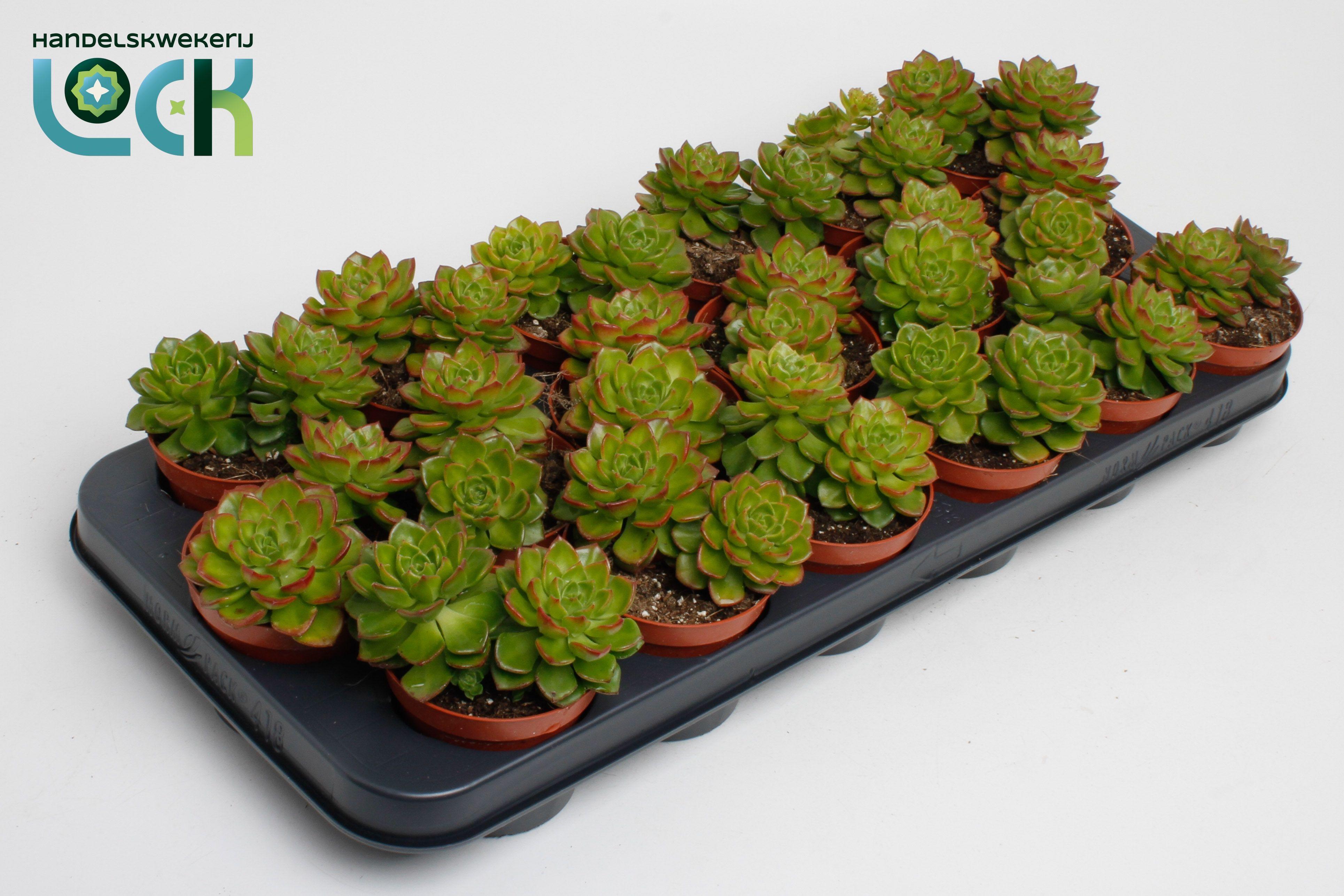 Горшечные цветы и растения оптом Echeveria Afines от 12шт (для телеги) из Голландии с доставкой по России