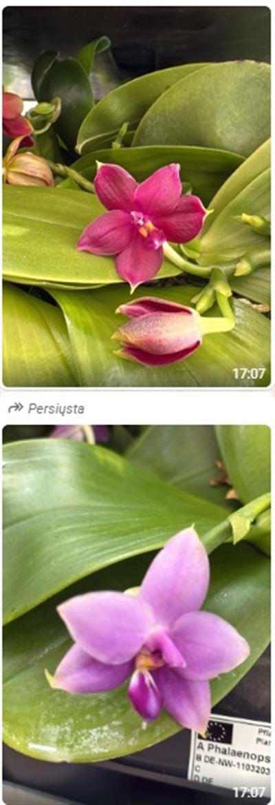 Горшечные цветы и растения оптом Phal Mix Violacaea 4+ от 6шт (для телеги) из Голландии с доставкой по России