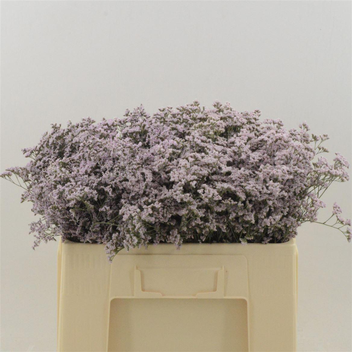Срезанные цветы оптом Limonium safora oshi pink от 100шт из Голландии с доставкой по России