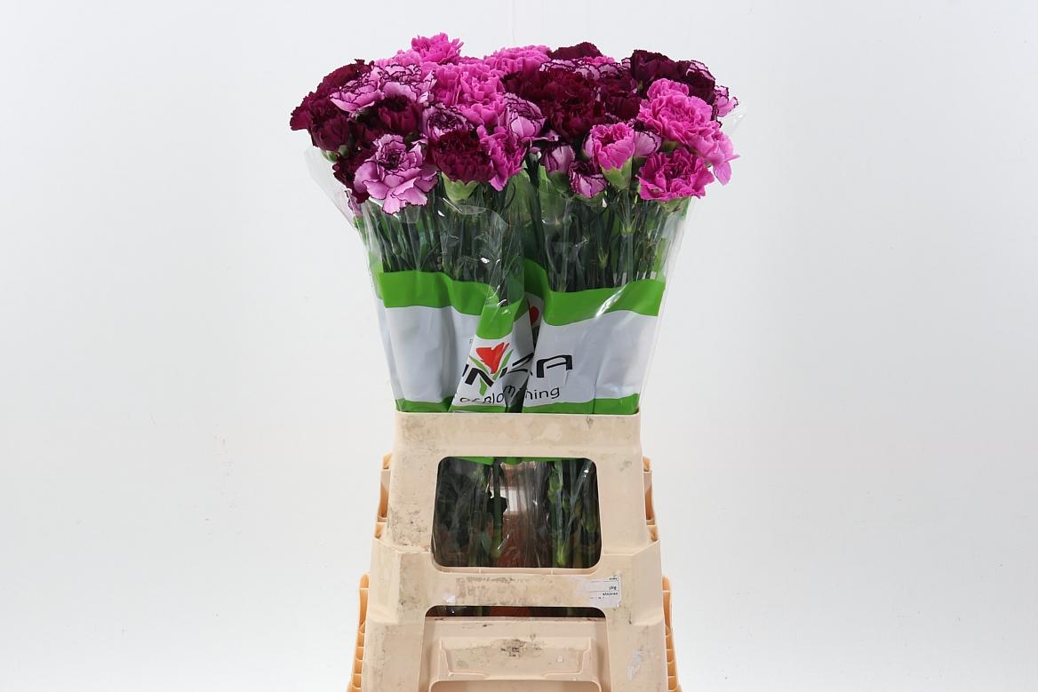 Срезанные цветы оптом Dianthus st mix rainbow purple от 80шт из Голландии с доставкой по России