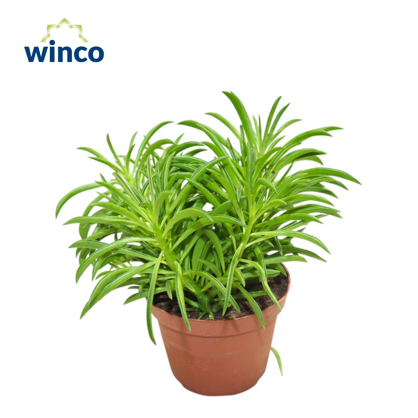 Горшечные цветы и растения оптом Senecio Barbertonicus (himalaya) от 6шт из Голландии с доставкой по России