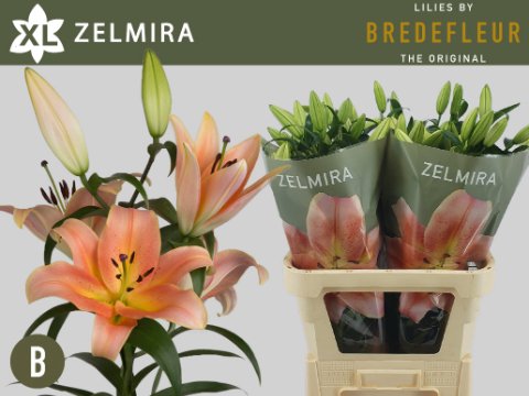 Срезанные цветы оптом Lilium or zelmira от 40шт. из Голландии с доставкой по России