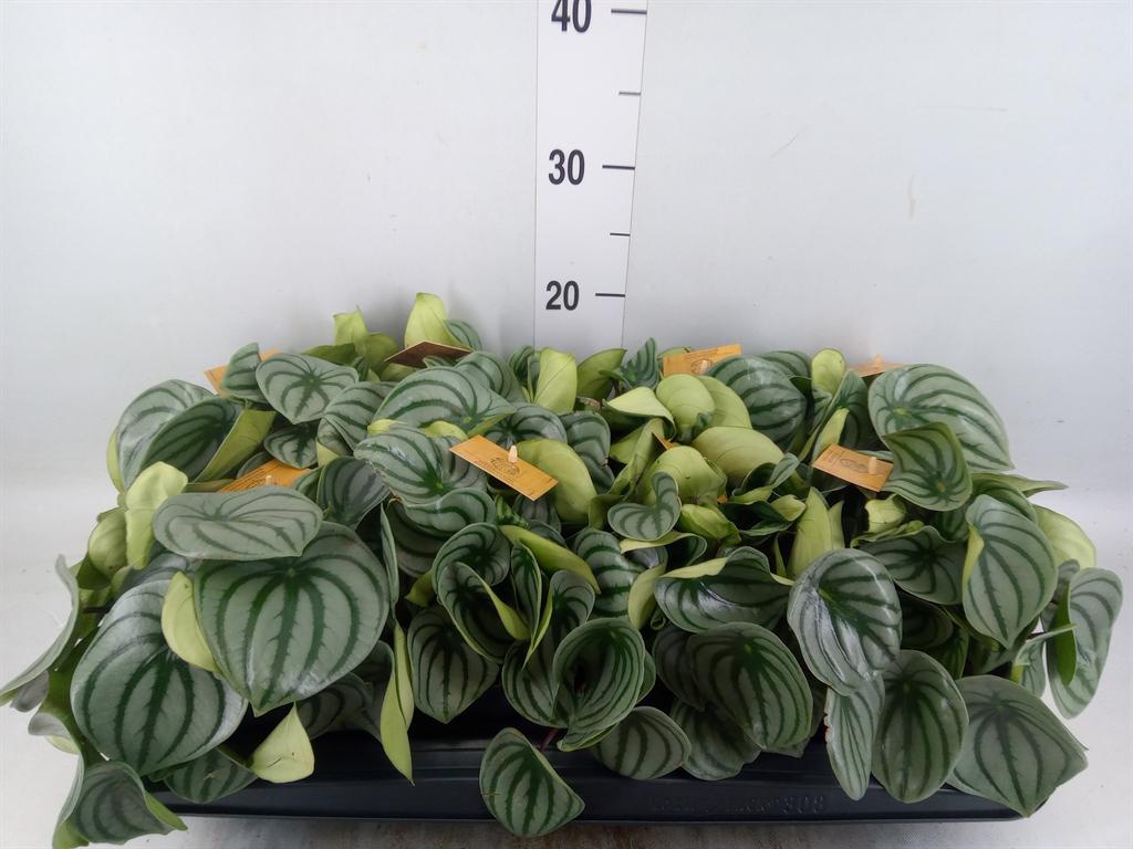 Горшечные цветы и растения оптом Peperomia Argyreia от 8шт из Голландии с доставкой по России