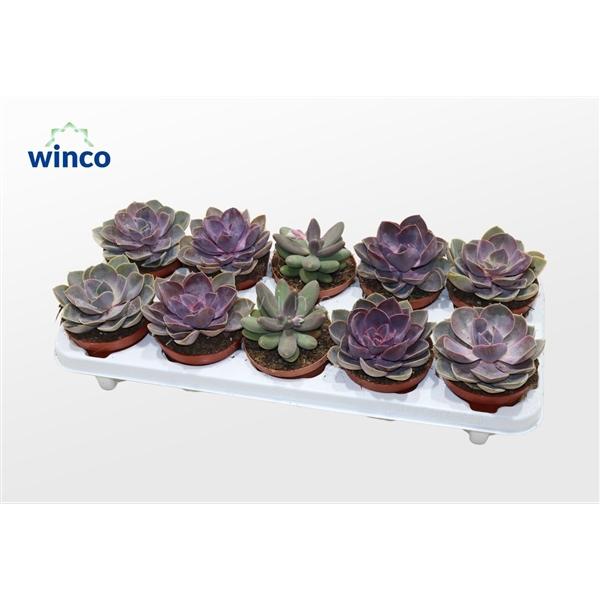 Горшечные цветы и растения оптом Echeveria Pink Mix (3spc.) от 10шт из Голландии с доставкой по России