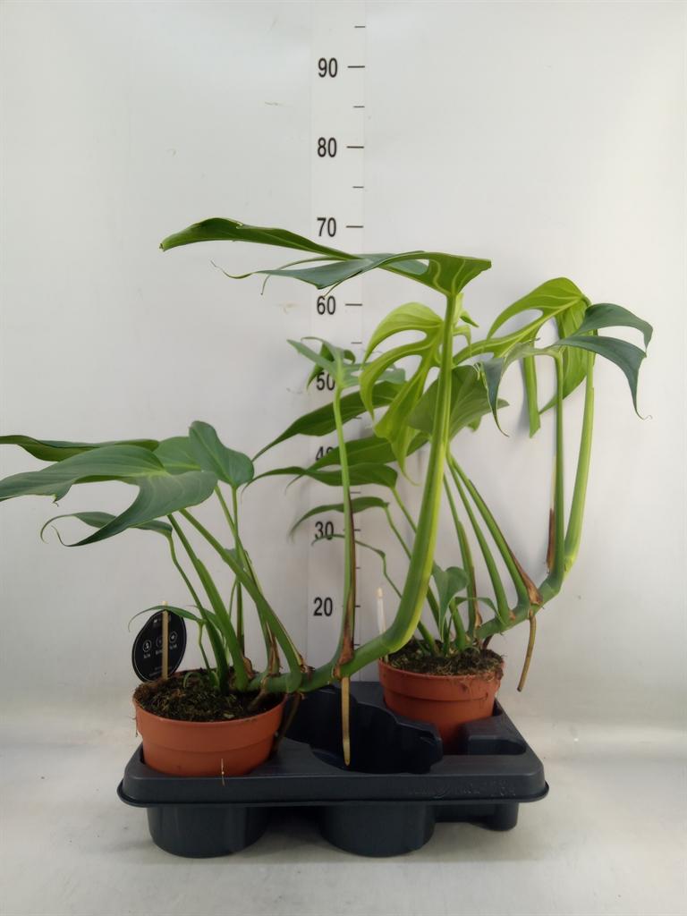 Горшечные цветы и растения оптом Monstera   ... от 2шт из Голландии с доставкой по России