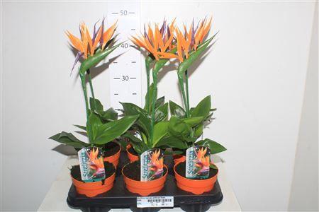 Горшечные цветы и растения оптом Strelitzia Reginae Artificial Flower от 6шт из Голландии с доставкой по России
