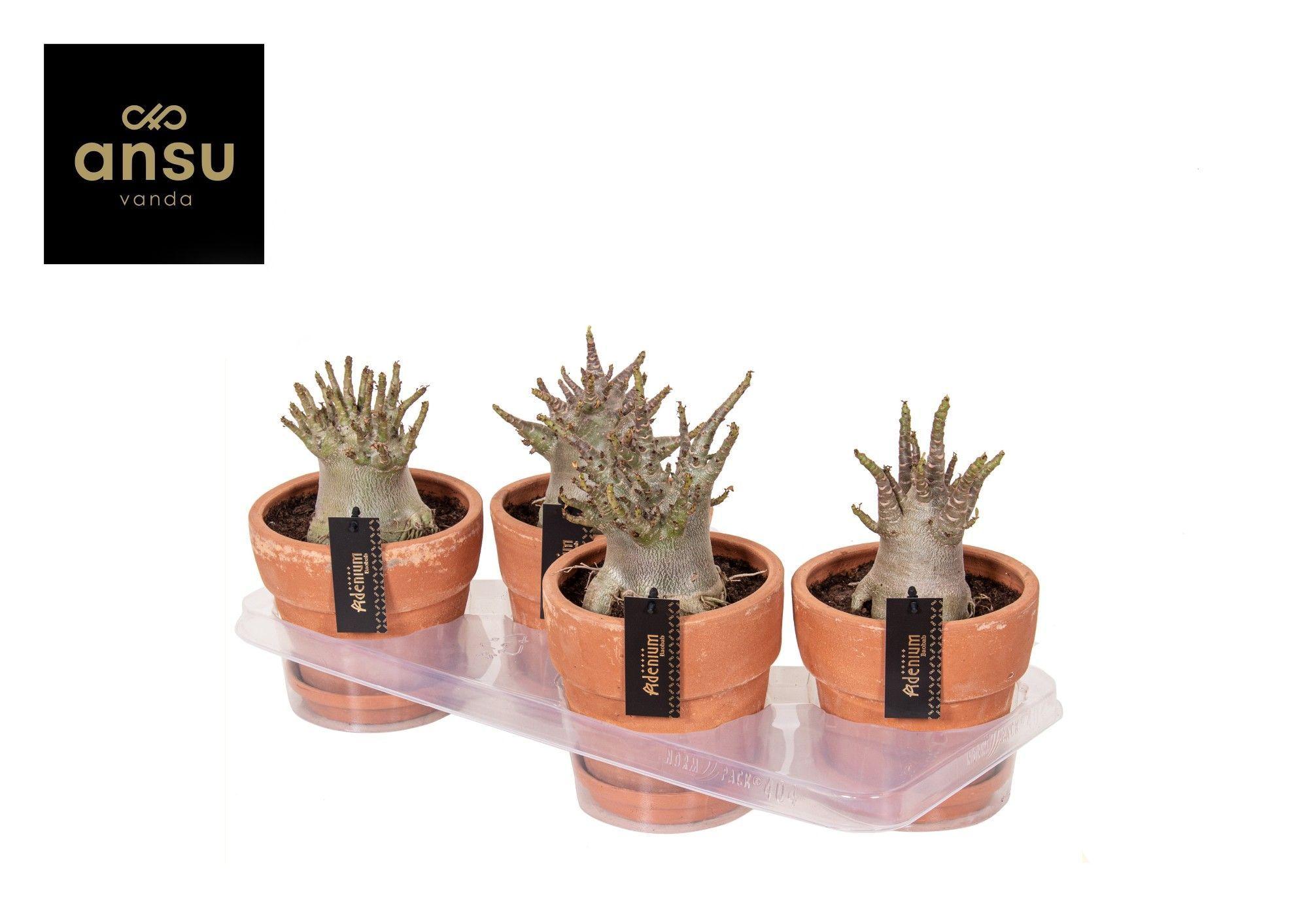 Горшечные цветы и растения оптом Adenium Ansu Baobab In Terra Pot от 4шт из Голландии с доставкой по России