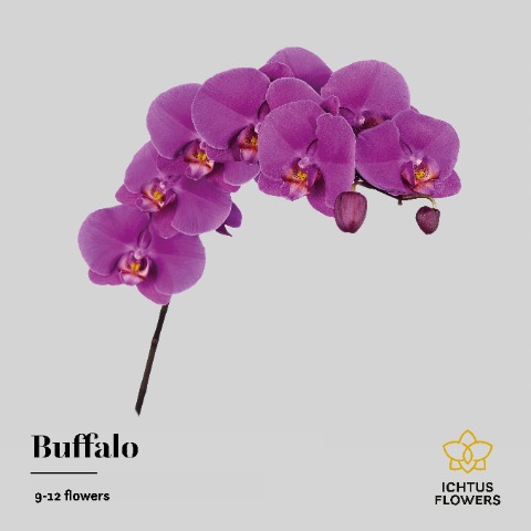 Срезанные цветы оптом Phalaenopsis buffalo (per stem) от 8шт.. из Голландии с доставкой по России