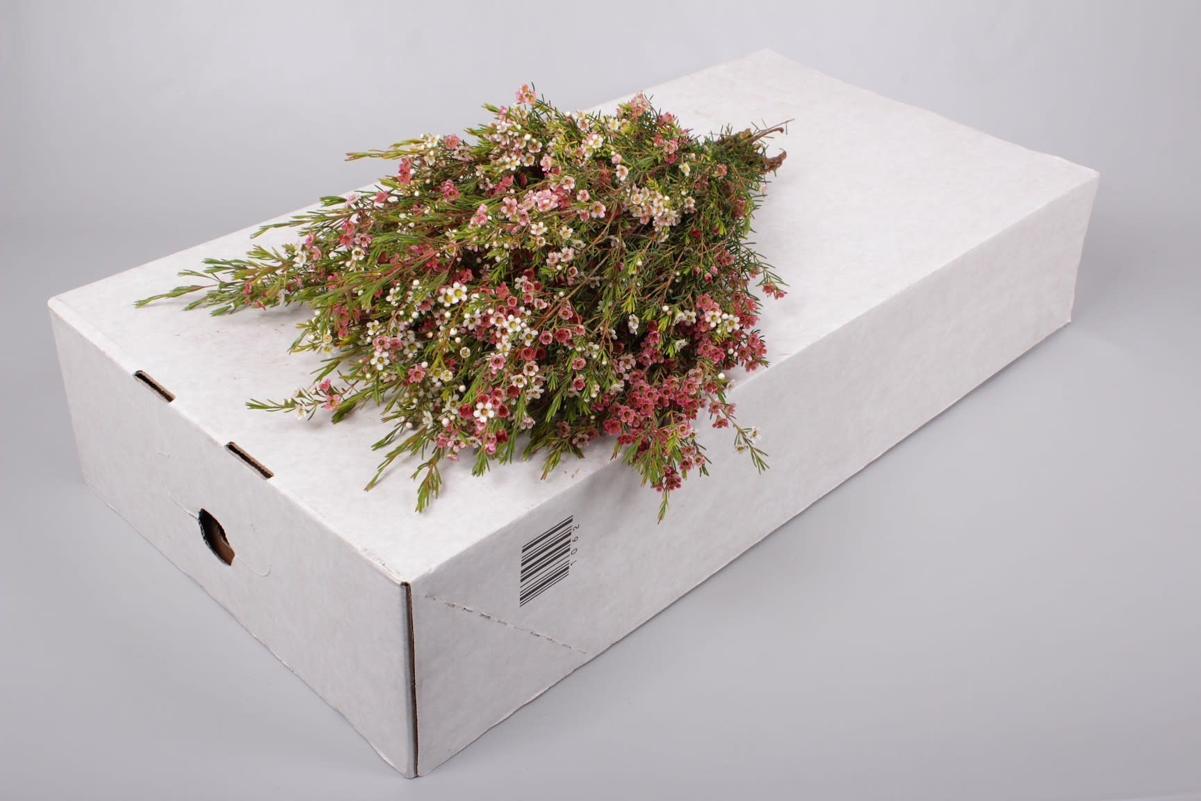 Срезанные цветы оптом Chamelaucium my sweet 16 от 75шт. из Голландии с доставкой по России