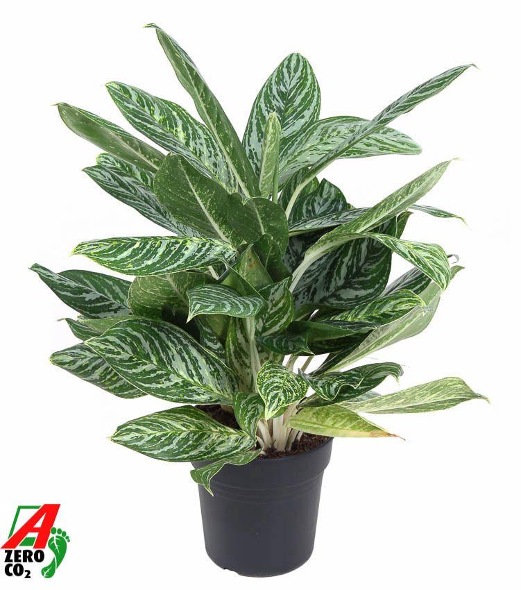 Горшечные цветы и растения оптом Aglaonema Golden Madonna от 1шт из Голландии с доставкой по России