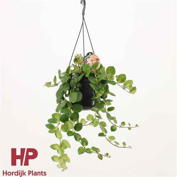 Горшечные цветы и растения оптом Aeschynanthus Thai Pink Green Polka Hanging Pot от 7шт из Голландии с доставкой по России