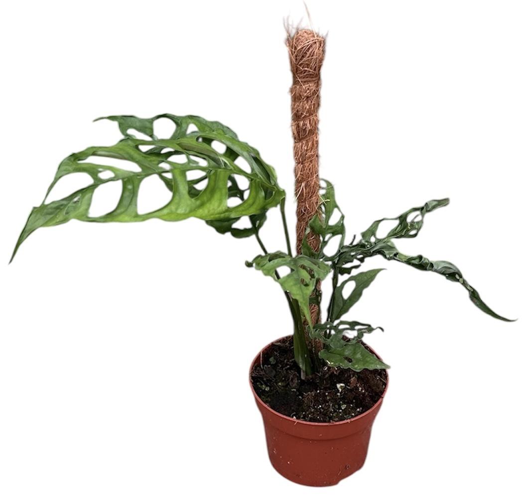 Горшечные цветы и растения оптом Monstera Obliqua Peru от 1шт из Голландии с доставкой по России