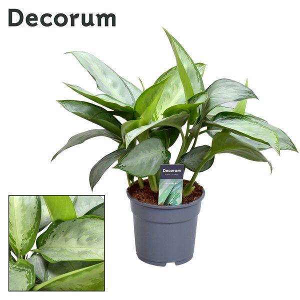 Горшечные цветы и растения оптом Aglaonema Silverado (decorum) от 1шт из Голландии с доставкой по России