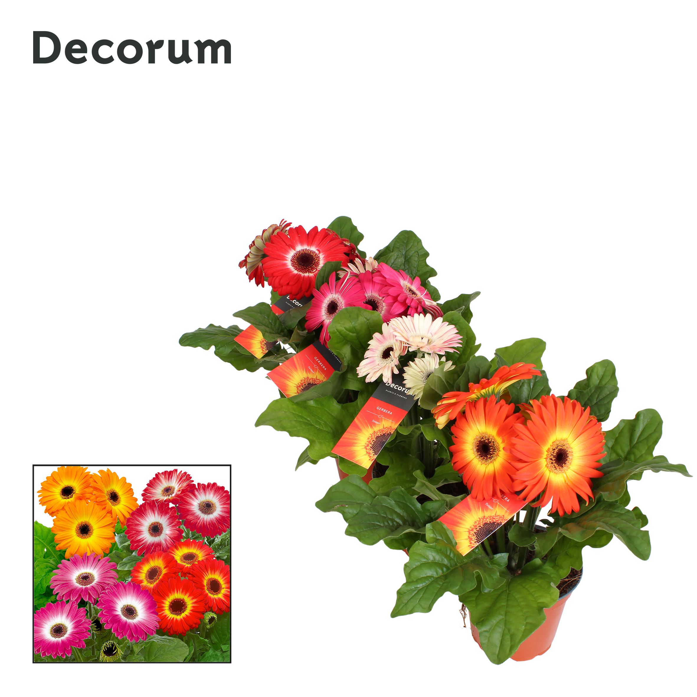 Горшечные цветы и растения оптом Gerbera Twister 3+ (decorum) от 10шт (для телеги) из Голландии с доставкой по России