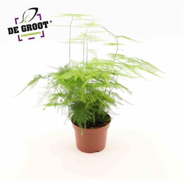 Горшечные цветы и растения оптом Asparagus Plumosus от 10шт из Голландии с доставкой по России