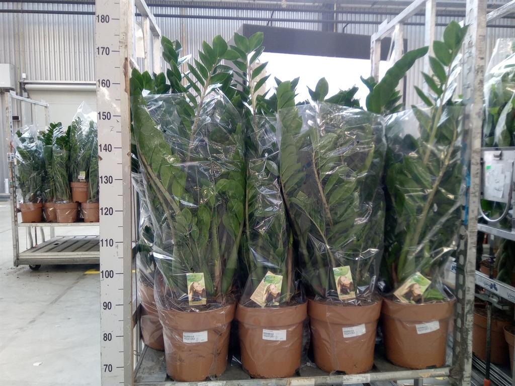 Горшечные цветы и растения оптом Zamioculcas 8+ от 1шт из Голландии с доставкой по России