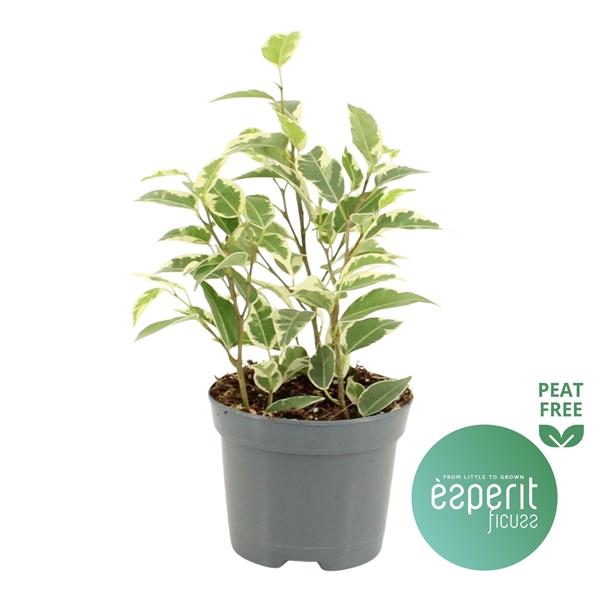 Горшечные цветы и растения оптом Ficus Be Petite Samantha от 21шт (для телеги) из Голландии с доставкой по России