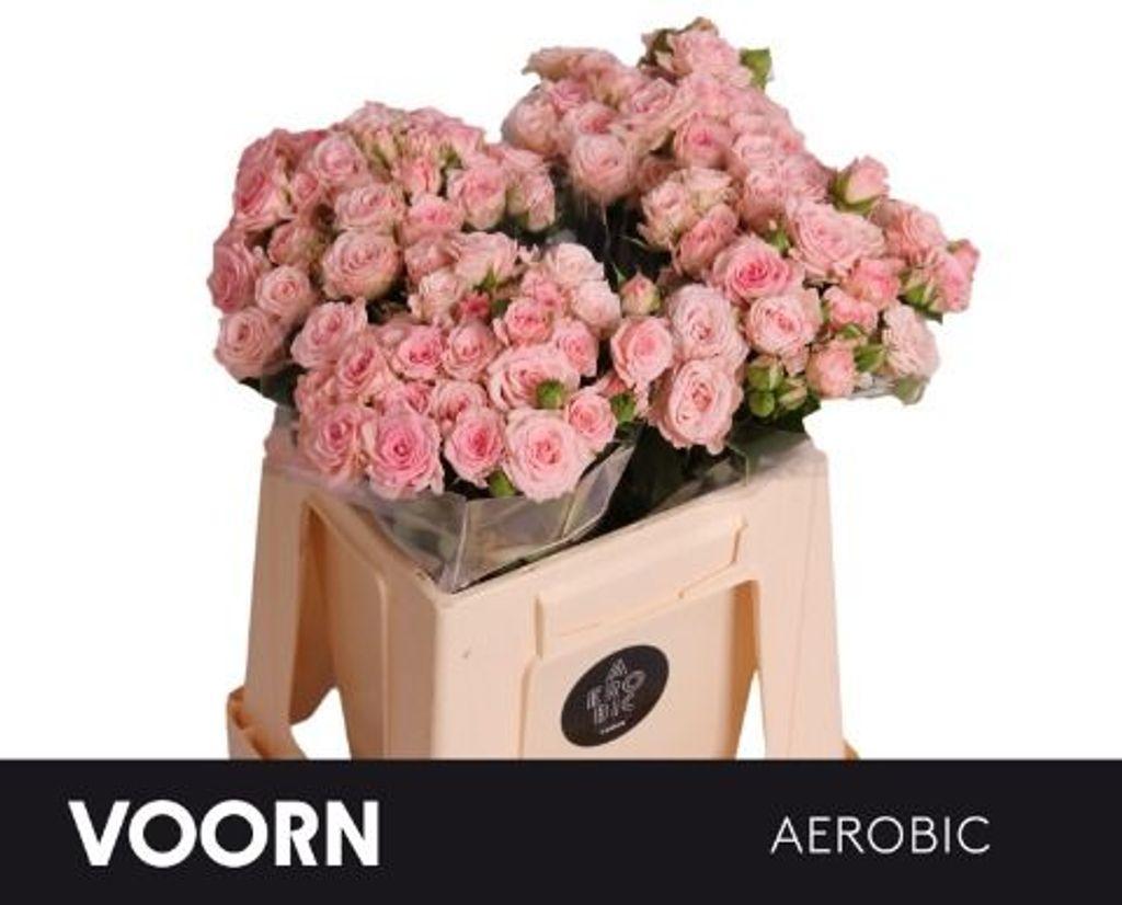 Срезанные цветы оптом Rosa spray aerobic от 50шт из Голландии с доставкой по России