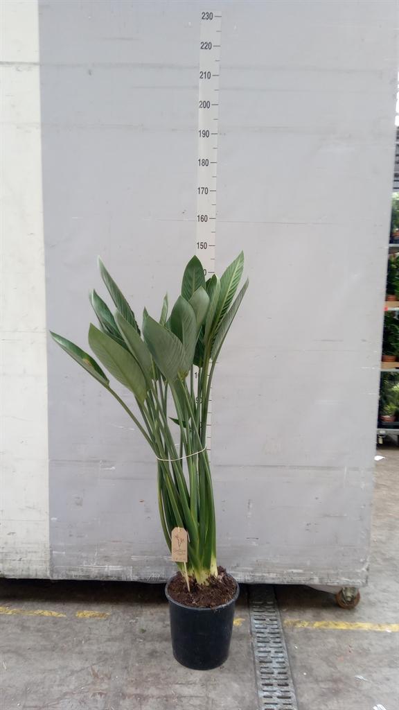 Горшечные цветы и растения оптом Strelitzia Reginae 1+ от 1шт из Голландии с доставкой по России