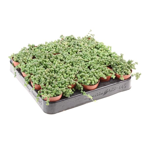 Горшечные цветы и растения оптом Senecio Rowleyanus от 20шт (для телеги) из Голландии с доставкой по России