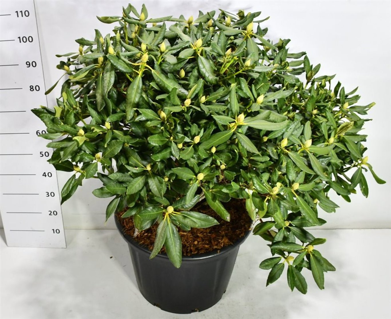 Горшечные цветы и растения оптом Rhododendron Nova Zembla от 1шт из Голландии с доставкой по России
