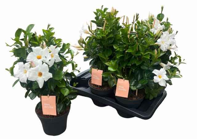 Горшечные цветы и растения оптом Mande Sun White от 6шт из Голландии с доставкой по России